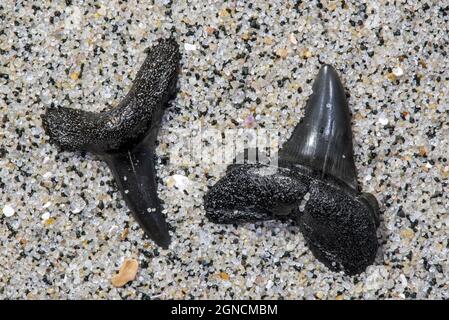 Fossilized Eocene shark teeth on sandy beach along the North Sea coast Stock Photo