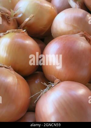 Yellow Onions on Display at Farmer's Market Stock Photo