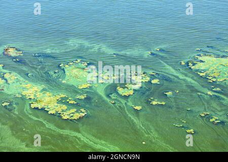 Concept of pollution of the water surface of the earth, copy space. Green algae and plankton gradually cover the surface of the blooming water. Stock Photo