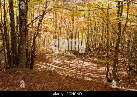 Beech forest in autumn, Pollino National Park, southern Italy. Stock Photo