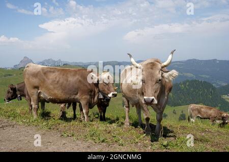 Cows grazing an alpin meadow in high altitude. Cows are of typical Swiss breed called Swiss brown. On the background there are Alp mountains. Stock Photo