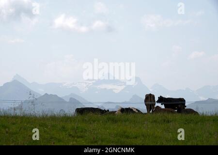 Herd of cows grazing an alpin meadow in high altitude. On the background there are Alp mountains. Region Hoch Ybrig in canton Schwyz in Switzerland. Stock Photo