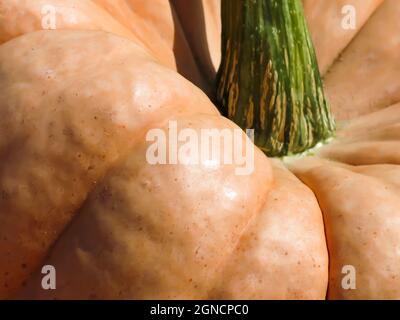 Close-Up Pumpkin Stock Photo