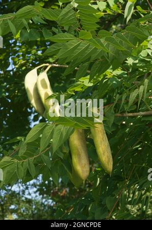 Gymnocladus dioicus seed pods and leaves. The tree is also known as Kentucky coffee tree. Stock Photo
