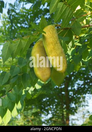 Gymnocladus dioicus seed pods and leaves. The tree is also known as Kentucky coffee tree. Stock Photo