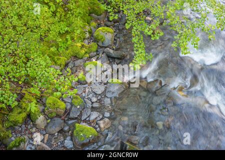 Close-up of the Sol Duc River, Olympic National Park, USA Stock Photo