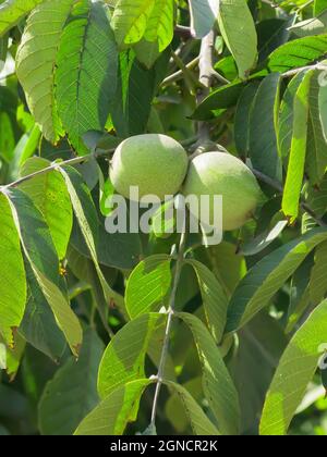 Walnuts Growing on Tree Branch Stock Photo