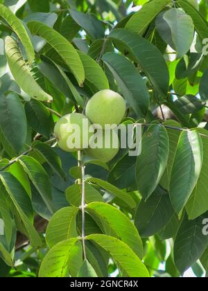 Walnuts Growing on Tree Branch Stock Photo