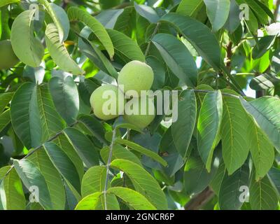 Walnuts Growing on Tree Branch Stock Photo