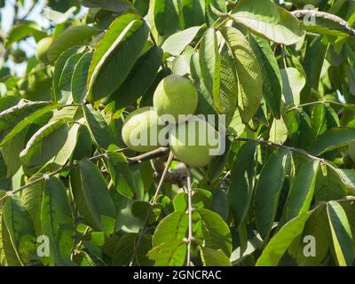 Walnuts Growing on Tree Branch Stock Photo