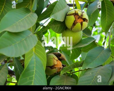Walnuts Growing on Tree Branch Stock Photo