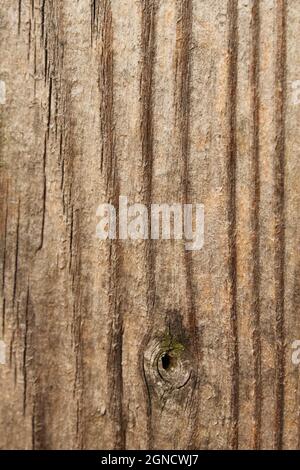 pine wood grain in a pleasant brown color Stock Photo