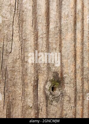 pine wood grain in a pleasant brown color Stock Photo