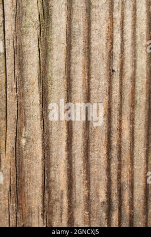 pine wood grain in a pleasant brown color Stock Photo