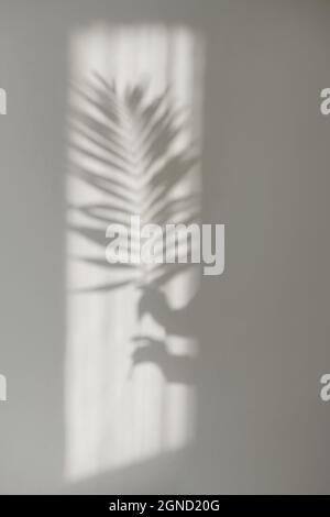 trending shadows from hands with palm branch on white wall Stock Photo