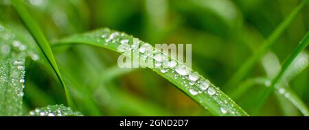 Remaining morning dew, water drops, crystalline, clean dew drops on the grass Stock Photo