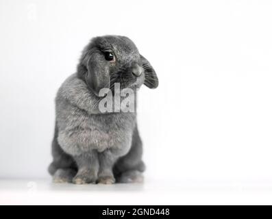 A cute gray Lop rabbit sitting on a white background Stock Photo