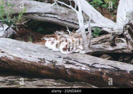 Common Merganser ducklings resting. Stock Photo