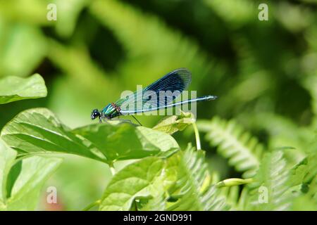 An Adult male Banded Demoiselle (Calopteryx splendens) Stock Photo