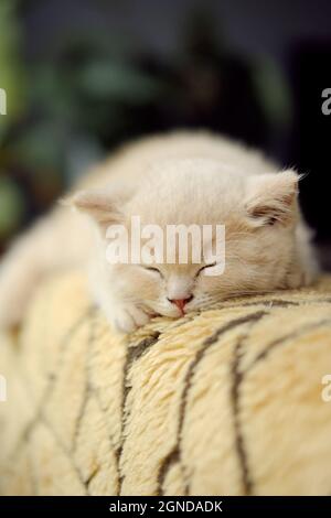portrait of a small creamy British Shorthair cat sleeps on the sofa Stock Photo
