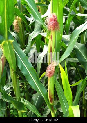 Unripe green corn in the garden. Corn stalks, flowers and leaves on a ...