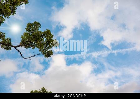 Blue Sky With Clouds, on the left some branches of a tree stand out, seen from below Stock Photo