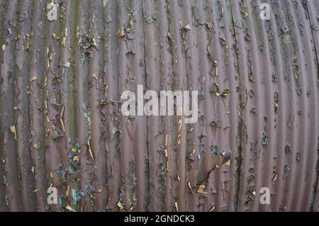 Flaking paint on the corrogated iron sides of a Nissen hut at the Cultybraggan WWII PoW Camp, Comrie Stock Photo