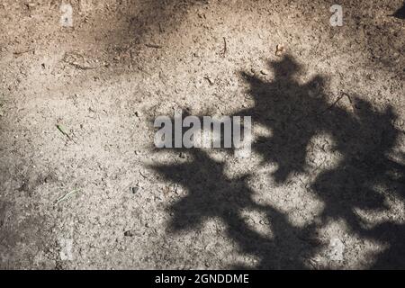 Shadow of maple leaves on the floor Stock Photo