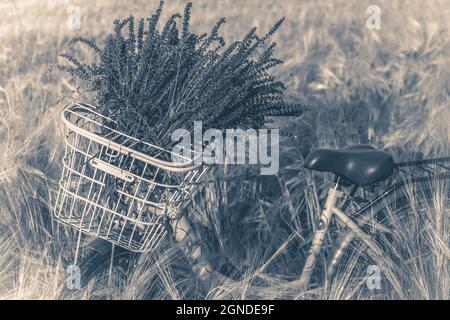 Old vintage photo. Bicycle basket handlebar flowers wheat field Stock Photo
