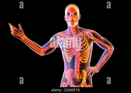 Human anatomy, illustration Stock Photo