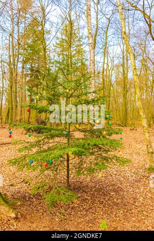 Easter eggs on a fir tree in the forest of Bederkesa Lake See in Geestland Cuxhaven Lower Saxony Germany. Stock Photo