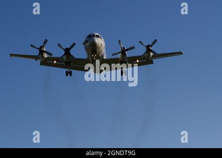 A Lockheed UP-3C Orion Maritime reconnaissance aircraft with the JMSDF as it lands at Naval Air facility, Atsugi airbase in Kanagawa, Japan. Stock Photo