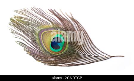 colorful peacock feather, isolated on white background Stock Photo