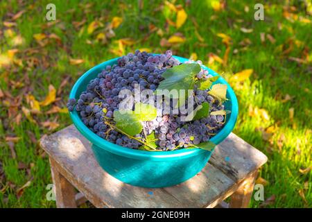 Black ripe grapes in a plastic bowl on a stool in the garden. Harvested harvest. Stock Photo
