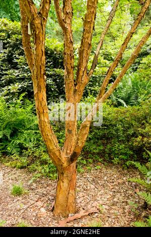 Acer griseum tree trunk Stock Photo