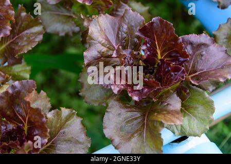 Red Batavia Lettuce in the hydroponics system Stock Photo