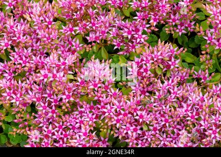 Sedum spurium 'Splendens Roseum' Stock Photo