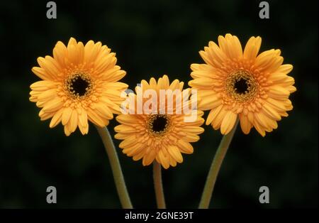 STUDIO IMAGE THREE ORANGE GERBERAS (GERBERA JAMESONII) TAKEN AGAINST BLACK BACKGROUND. Stock Photo