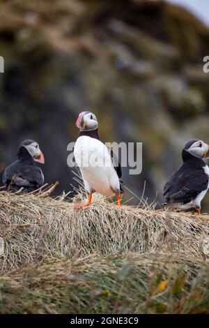 Icelandic puffin bird in their natural habitat along the cliffs by the shore in Iceland Stock Photo
