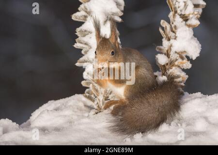 red squirrel standing on snow in front of two plant stems with snow Stock Photo