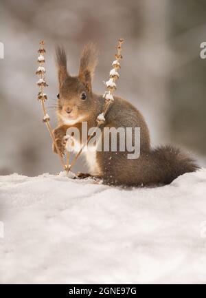 red squirrel standing on snow between and behind two plant stems with snow facing the viewer Stock Photo