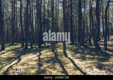 young fir tree inside dancing forest thats been planted almost 20 years and still hasnt grown Stock Photo