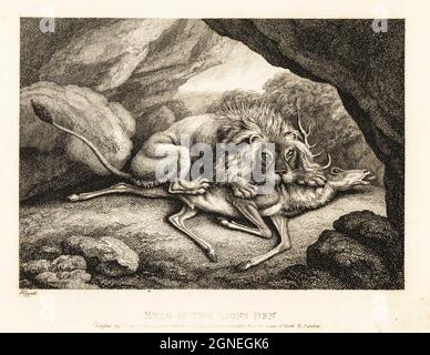 A lion eating the carcass of a stag in a cave. A cunning fox had flatttered it into the lion's den. Stag in the lion's den. The lion, fox and stag. Illustration of a fable by Greek author Aesop. Copperplate etching drawn and engraved from life by Samuel Howitt from his own A New Work of Animals, Principally Designed from the Fables of Aesop, Gay and Phaedrus, Edward Orme, London, 1811. Stock Photo