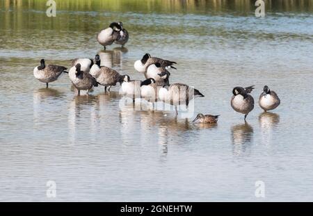 Small flock of Canada Geese (Branta canadensis) Stock Photo