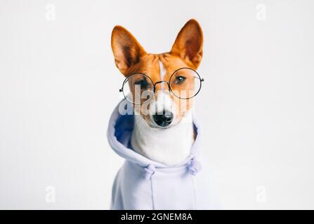 Portrait of funny red white basenji dog in eyeglasses and hoodie. Stock Photo
