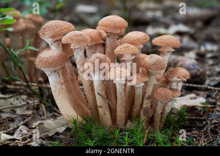 Edible mushroom Armillaria ostoyae in spruce forest. Known as Dark Honey Fungus or Honey Mushroom. Wild cluster of mushrooms growing in the needles. Stock Photo