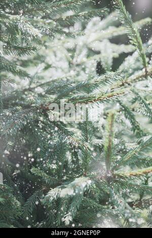 Christmas tree branches with snow. Festive Xmas wide wallpaper for New Year Design. White snowflakes. selective focus.  Stock Photo