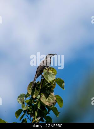 Australian Little wattlebird,Anthochaera chrysoptera, perched on top of Cottonwood tree, (Hibiscus tiliaceus), Queensland garden. Blue sky, Copy space Stock Photo