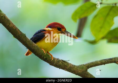Nature wildlife image of Rufous backed Kingfisher perched on branch Stock Photo