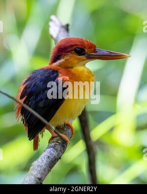 Nature wildlife image of Rufous backed Kingfisher perched on branch Stock Photo
